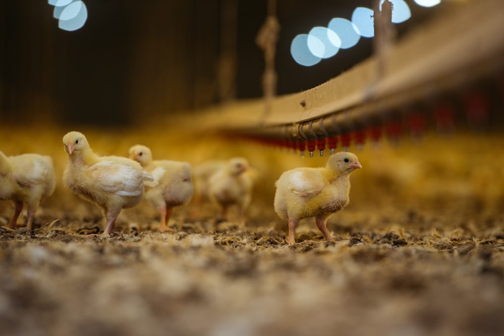 Sustainability - Chicken Facts