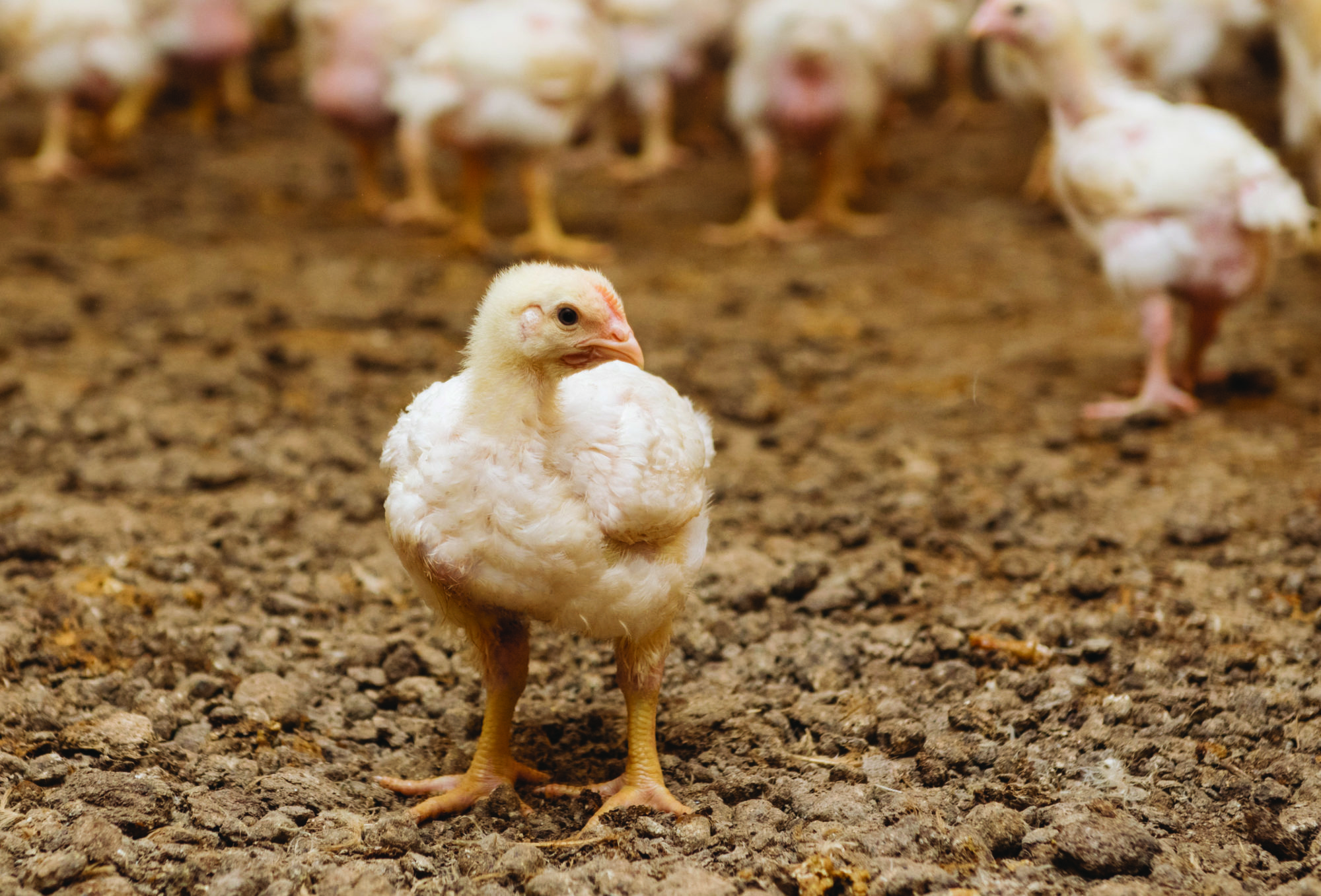 10 facts you should know about factory-farmed chickens